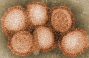 The Flu under a microscope